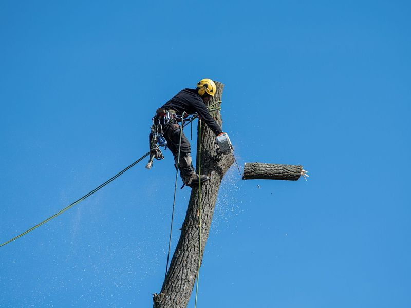 Tree removal crew working near Silver Spring