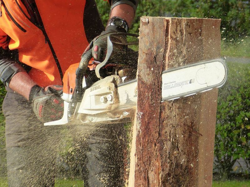 Tree removal job near Columbia, MD
