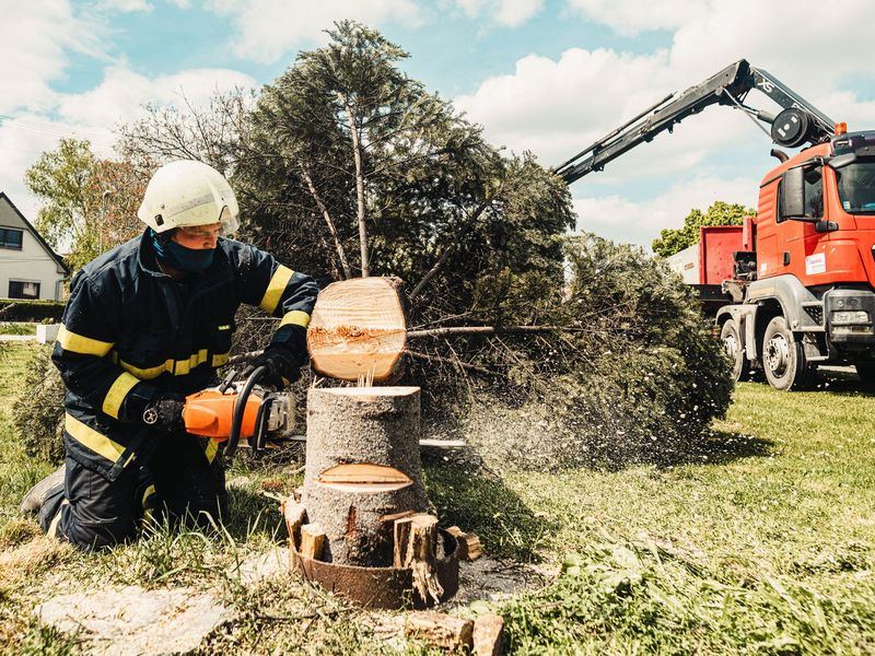 Tree removal job near Hyattsville, MD