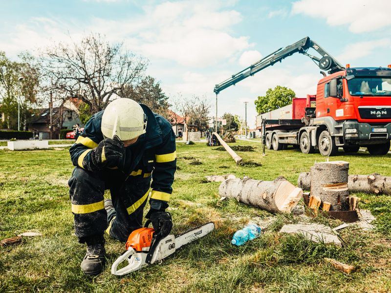 Tree removal job near Olney, MD