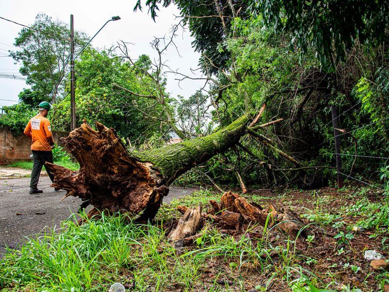 Tree removal job near Wheaton, MD